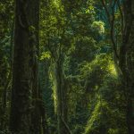 已识乾坤大,犹怜草木青_1_不动金_西双版纳-森林-来自52tours 我爱旅游网